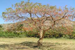Erythrina stricta